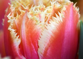 Tulipa Brisbane ® (4)